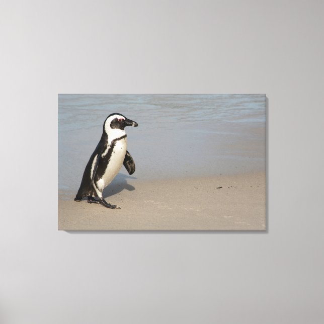African Penguin Walking Canvas Print (Front)