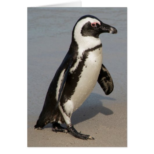 African Penguin Walking Cards (Front)