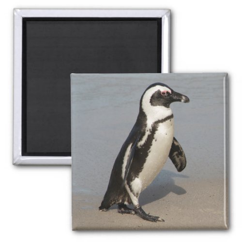 African Penguin Walking Magnet