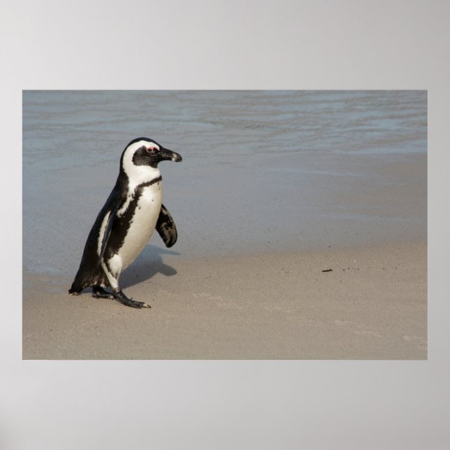 African Penguin Walking Poster (Front)