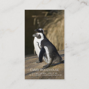 African Penguins • Business Card Template