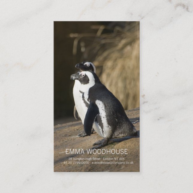 African Penguins • Business Card Template (Front)
