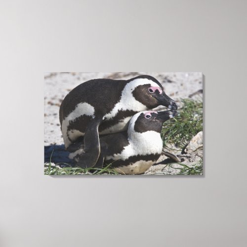 African Penguins formerly known as Jackass 2 Canvas Print