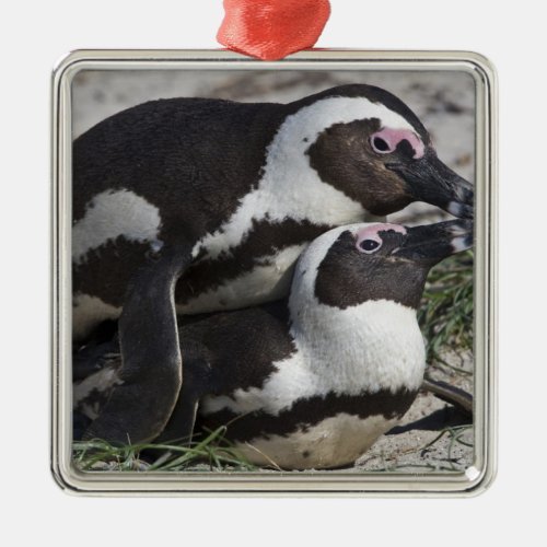 African Penguins formerly known as Jackass 2 Metal Ornament