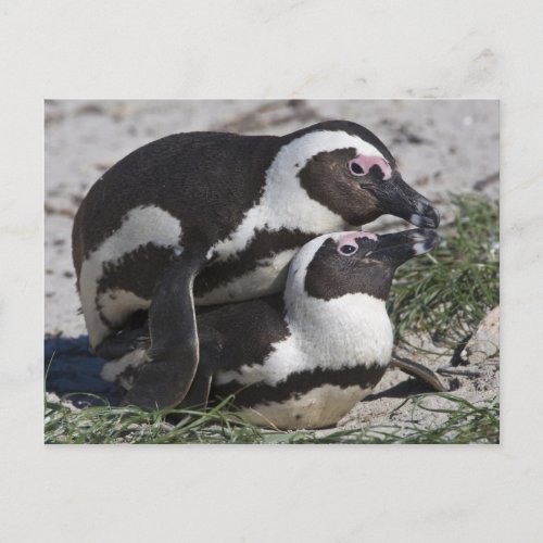 African Penguins formerly known as Jackass 2 Postcard