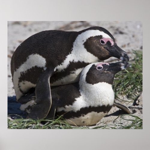 African Penguins formerly known as Jackass 2 Poster