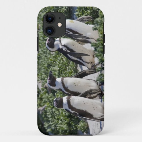 African Penguins formerly known as Jackass iPhone 11 Case