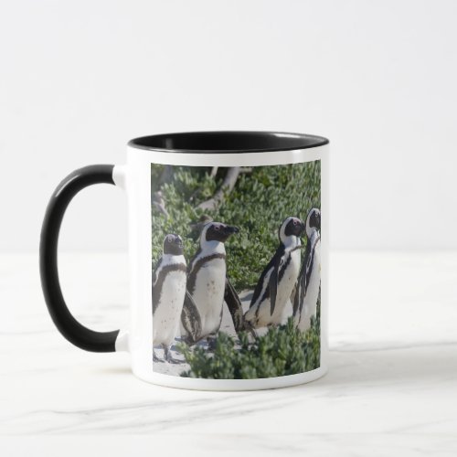 African Penguins formerly known as Jackass Mug