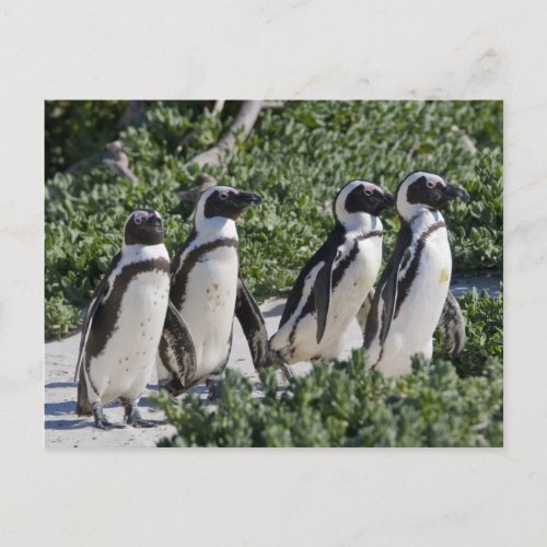 African Penguins formerly known as Jackass Postcard