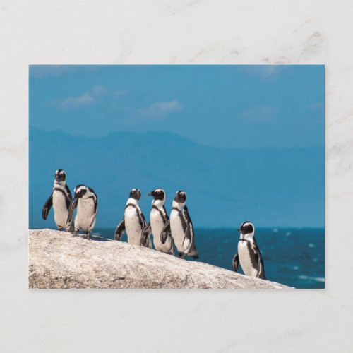 African Penguins Postcard