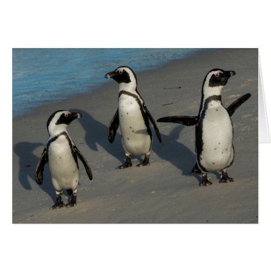 African Penguins | Spheniscus Demersus (Front Horizontal)