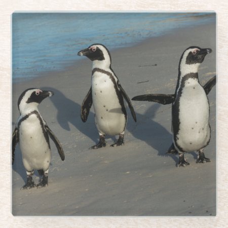 African Penguins | Spheniscus Demersus Glass Coaster