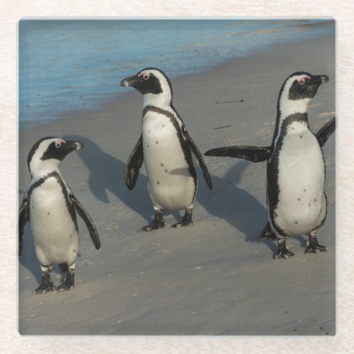 African Penguins  Spheniscus Demersus Glass Coaster