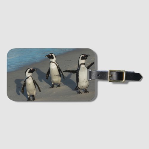 African Penguins  Spheniscus Demersus Luggage Tag