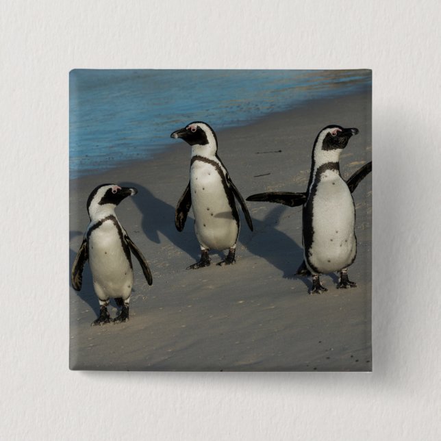 African Penguins | Spheniscus Demersus Pinback Button (Front)
