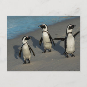 African Penguins Spheniscus Demersus Postcard