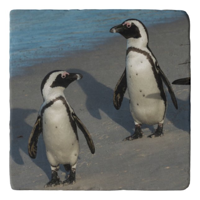 African Penguins | Spheniscus Demersus Trivet (Front)