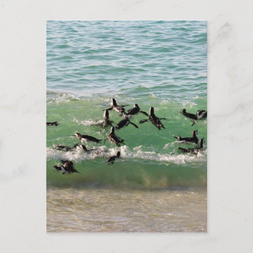 African penguins swimming at beach postcard