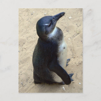 African penquin postcard