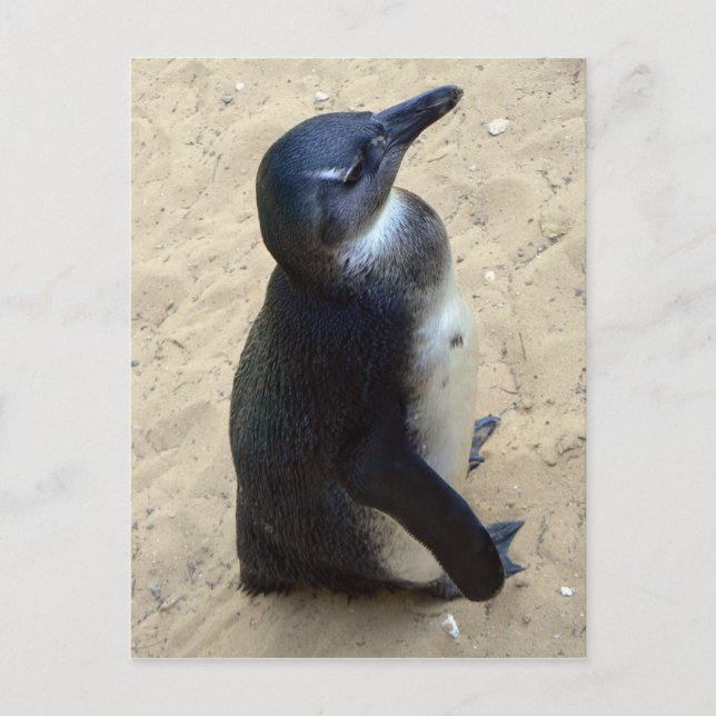 African penquin postcard (Front)