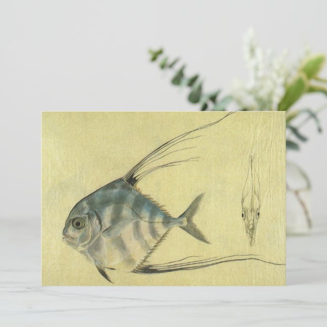 African Pompano Fish, Vintage Threadfin Trevally (Standing Front)