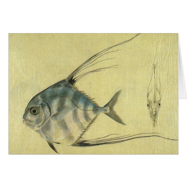 African Pompano Fish, Vintage Threadfin Trevally Cards (Front Horizontal)