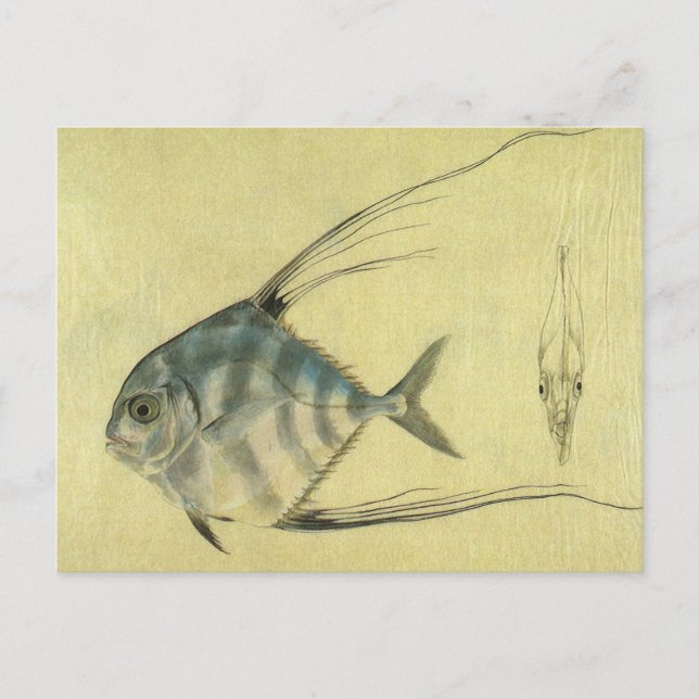 African Pompano Fish, Vintage Threadfin Trevally Postcard (Front)