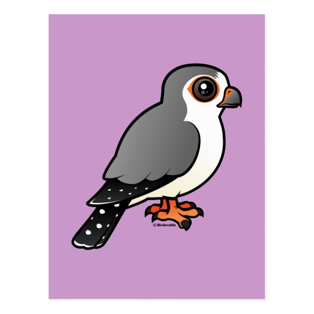 african pygmy falcon adult