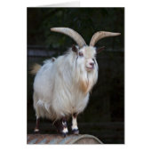 African Pygmy Goat Card (Front)