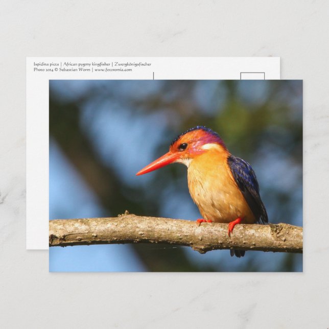 African pygmy kingfisher postcard (Front/Back)