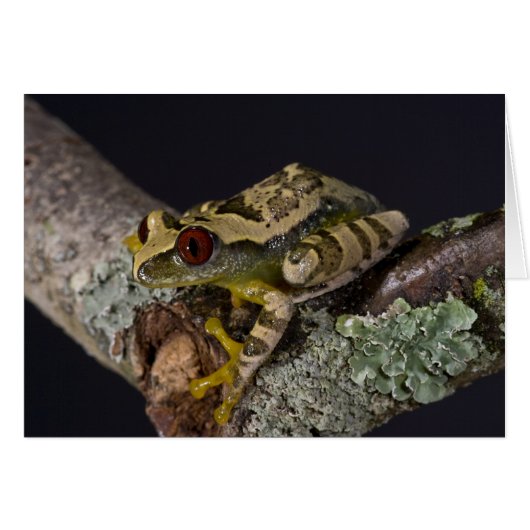 African Red Eye Treefrog, Leptopelis Cards (Front Horizontal)