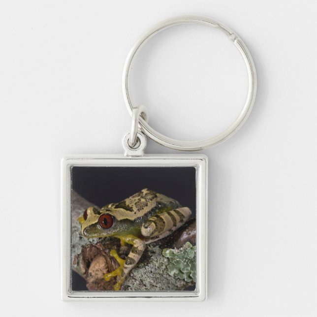African Red Eye Treefrog, Leptopelis Keychain (Front)