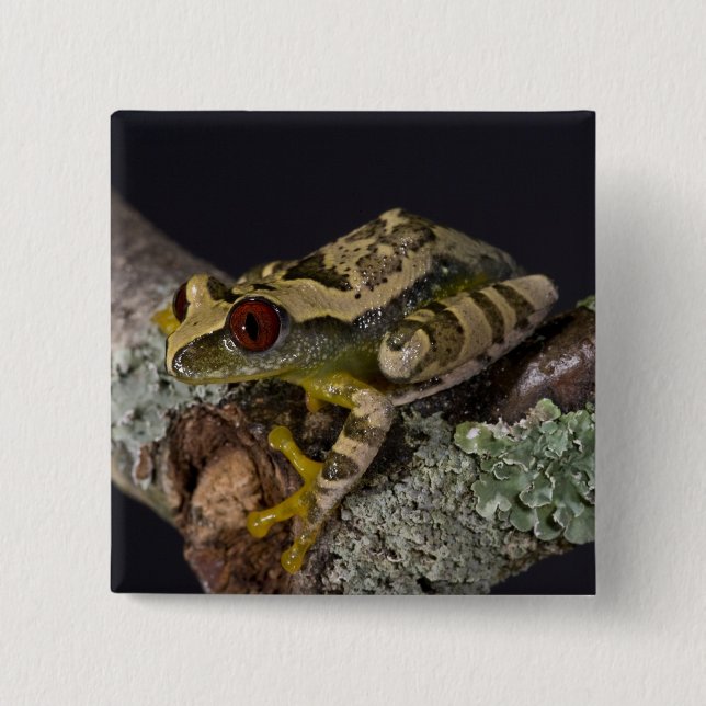 African Red Eye Treefrog, Leptopelis Pinback Button (Front)
