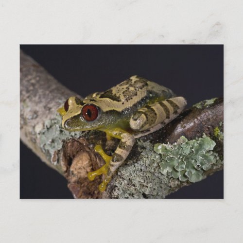 African Red Eye Treefrog Leptopelis Postcard
