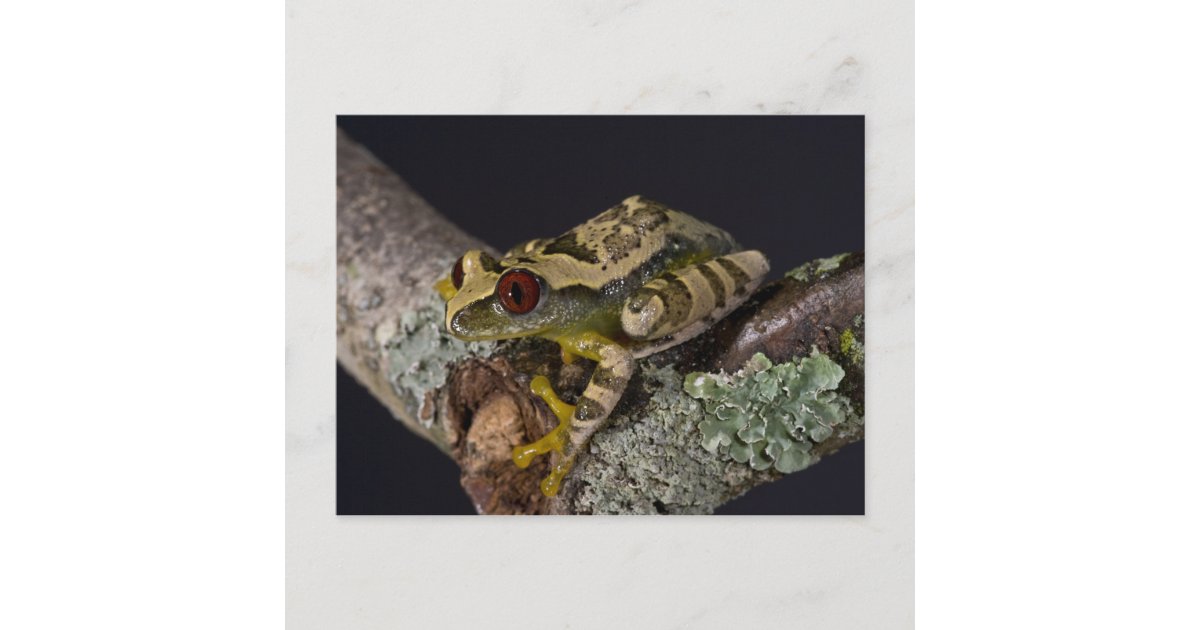 Adesivo Rana Raganella Dagli Occhi Rossi - Sticker 9x9 Cm Per Collezionisti E Appassionati