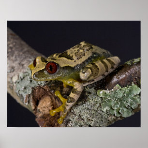 African Red Eye Treefrog, Leptopelis Poster