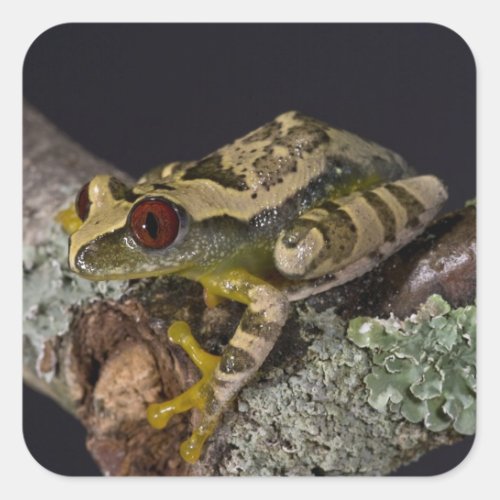 African Red Eye Treefrog Leptopelis Square Sticker