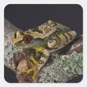 African Red Eye Treefrog, Leptopelis Square Sticker