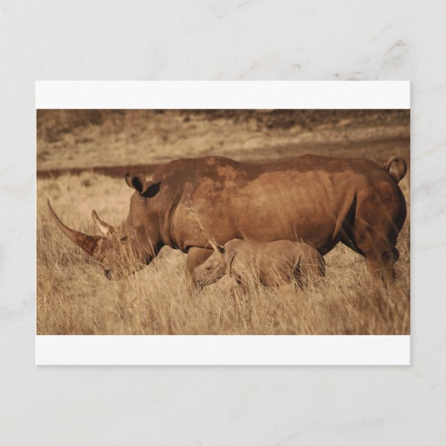 African Rhino mom and baby Postcard (Front)