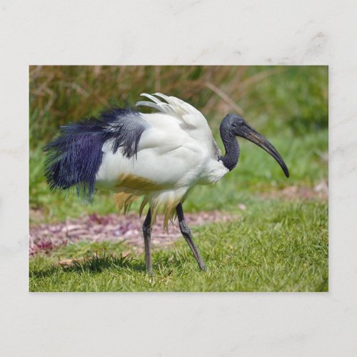 African sacred ibis on grass postcard