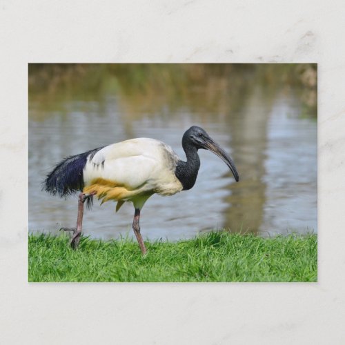 African sacred ibis walking on grass postcard