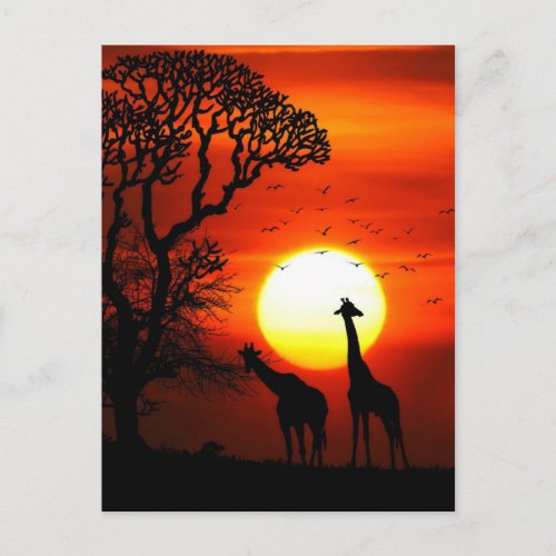 African Safari Sunset Giraffe Silhouettes Postcard