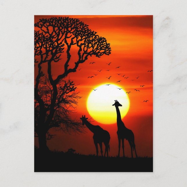 African Safari Sunset Giraffe Silhouettes Postcard (Front)