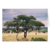 African Sausage Tree (Front Horizontal)