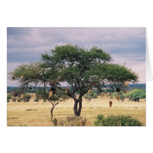 African Sausage Tree Cards (Front Horizontal)