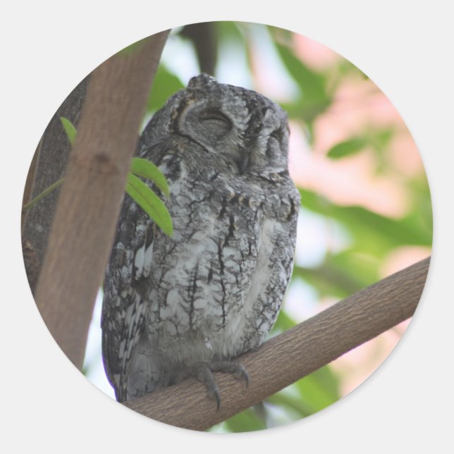 African Scops owl sleeping in a tree Classic Round Sticker (Front)
