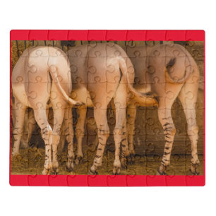 African Somali donkeys on Jigsaw Puzzle