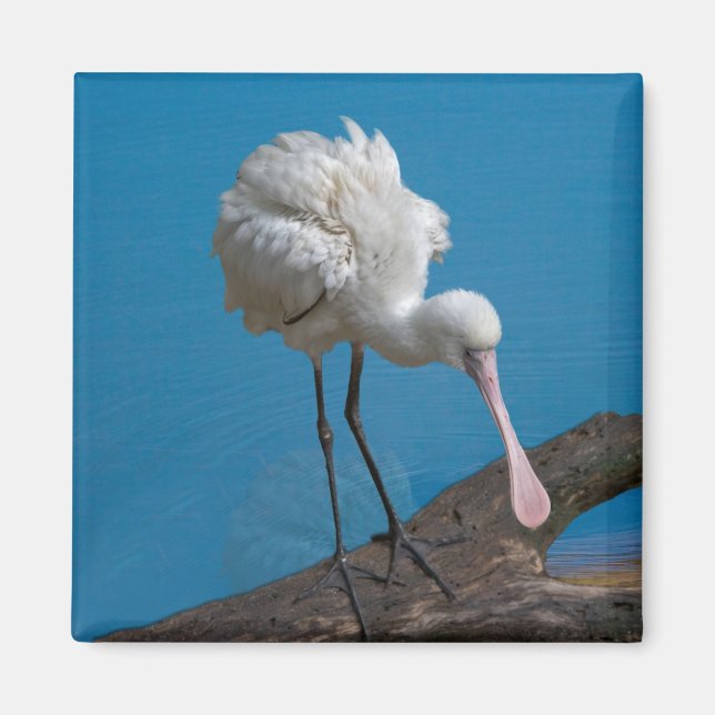 African Spoonbill Magnet (Front)