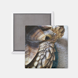 African Spurred, Sulcata Tortoise Leg, Shell, Face Magnet