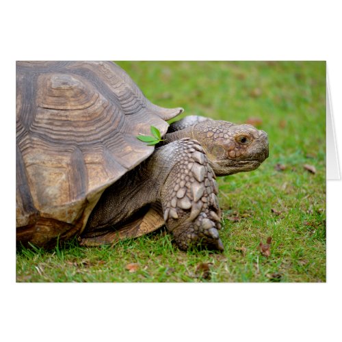 African spurred tortoise on grass